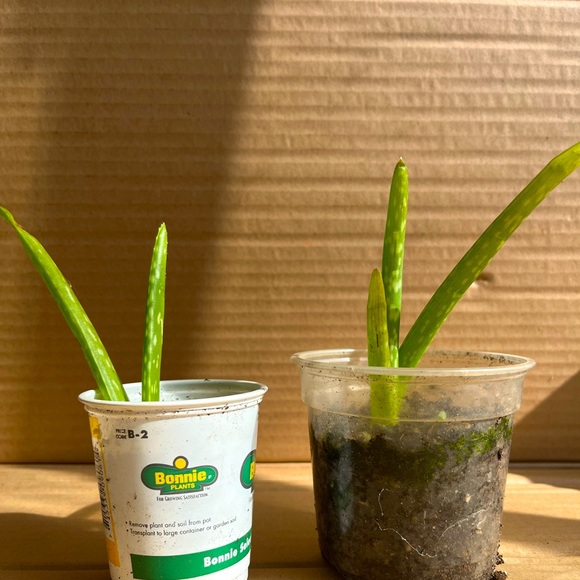 Aloe Vera (2, small) - Picture 2 of 2